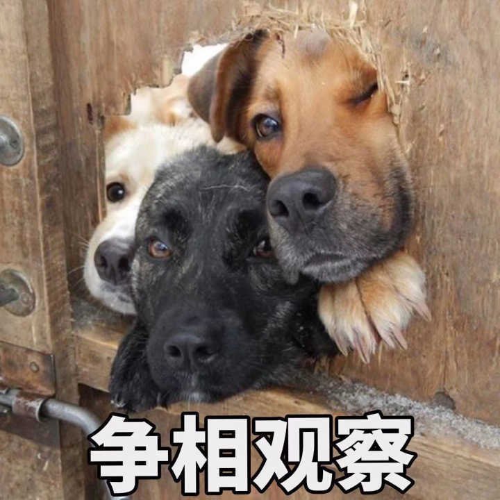 养狗的Annie