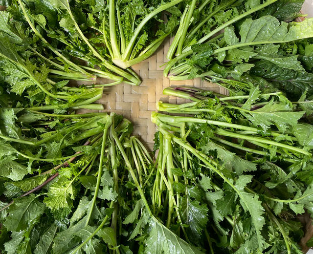 野苦辣、芥菜、儿菜腌制咸菜 野苦辣、芥菜、儿菜腌制咸菜