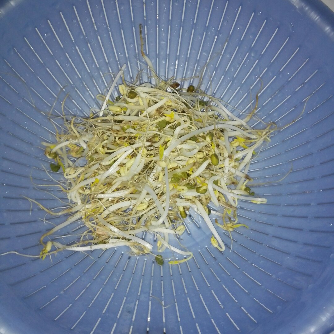 豆芽抱蛋