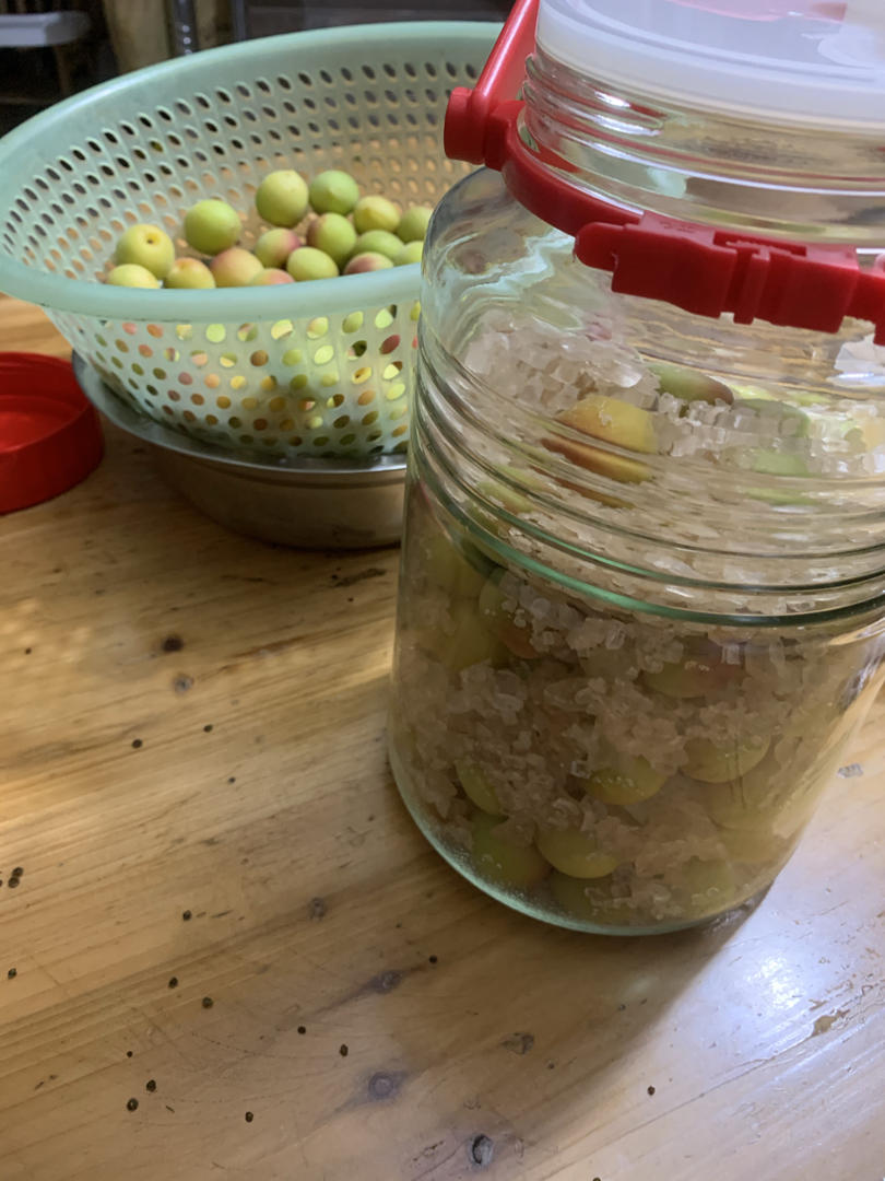 【青梅酒】梅子的沉醉时光（已填坑）