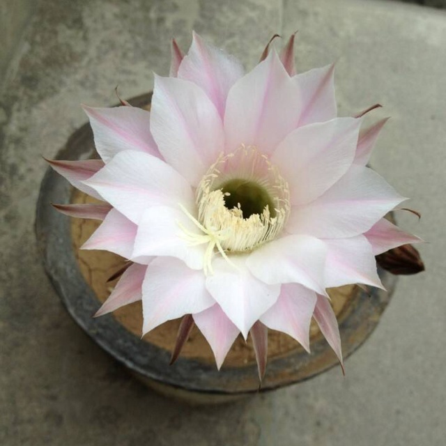 来自我们家的小阳台