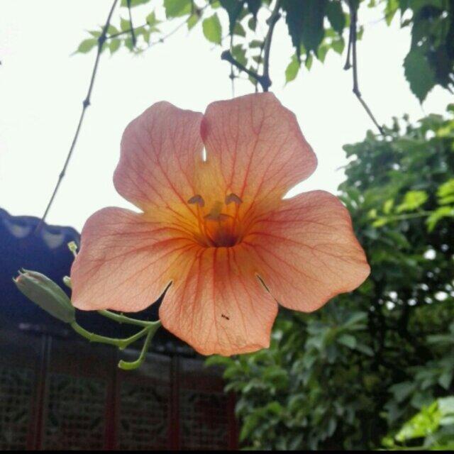 谢孟君