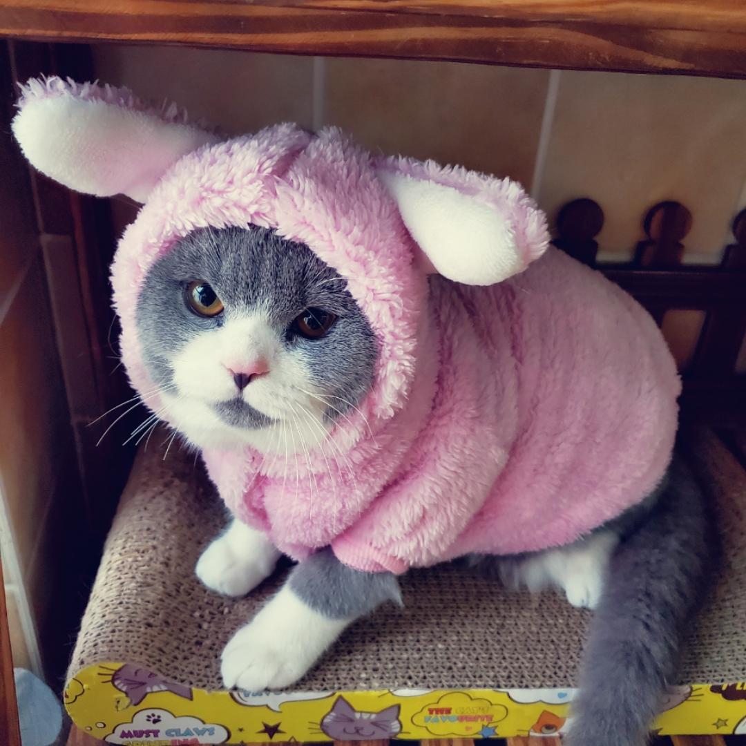布丁是只猫猫