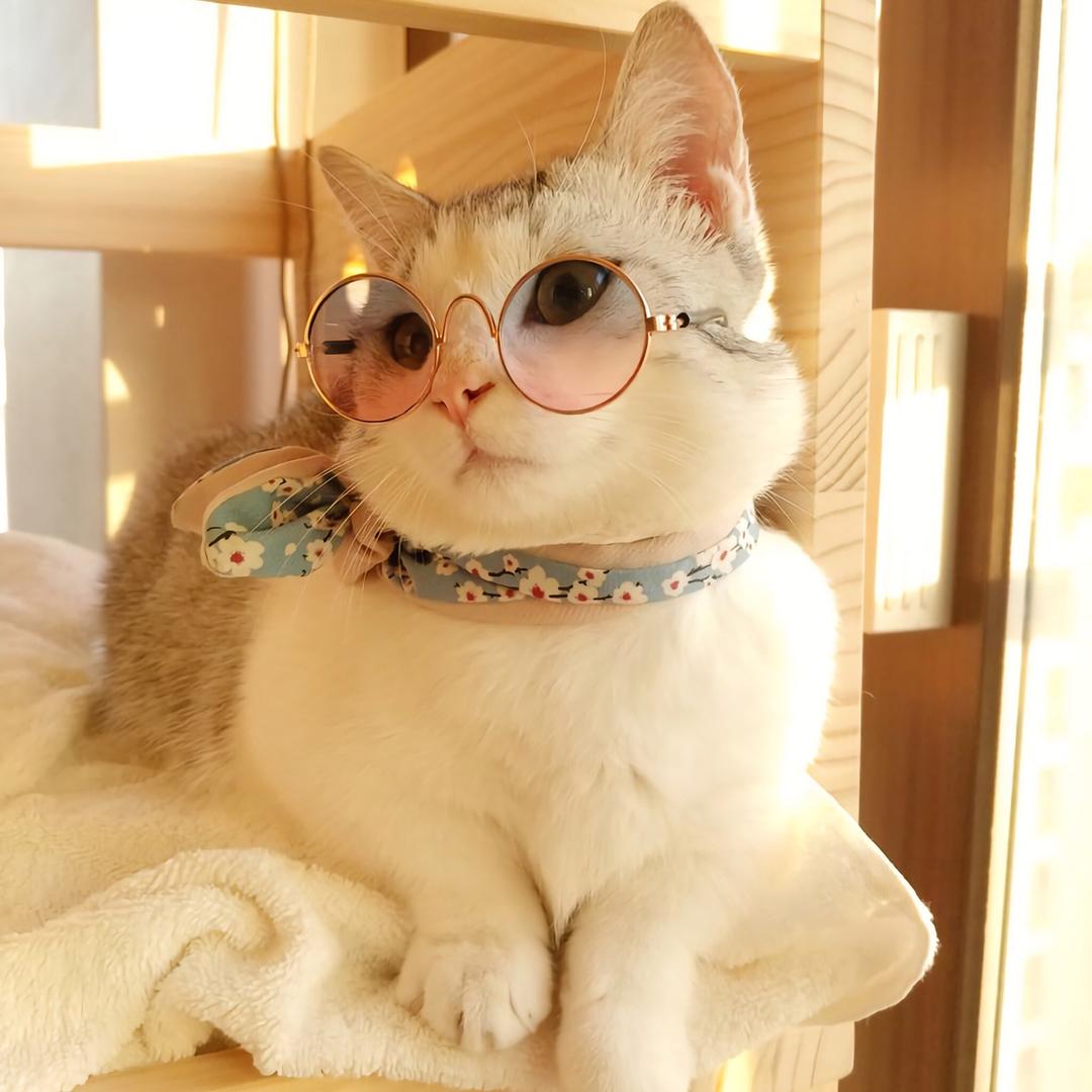 爱食D猫