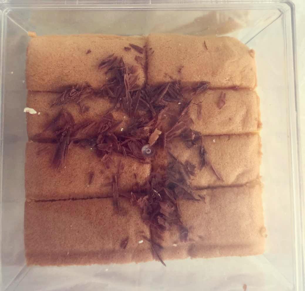 入口即化の棉花蛋糕