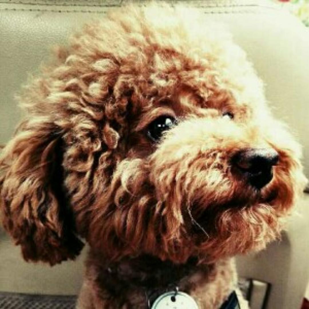 DOG抖抖