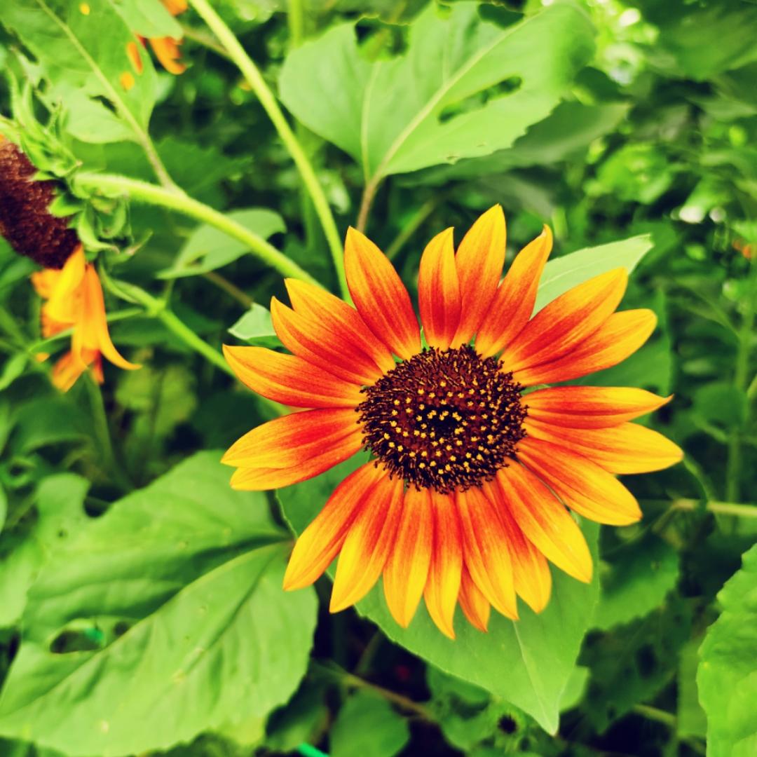 芮芮小甜昕