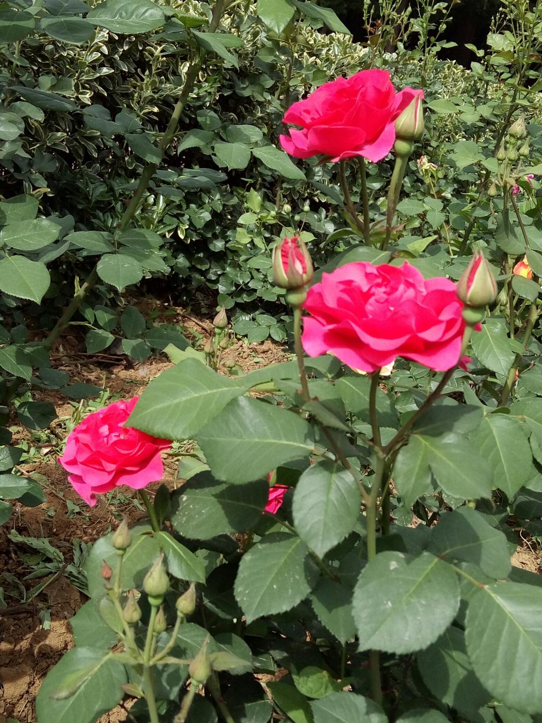 开花季