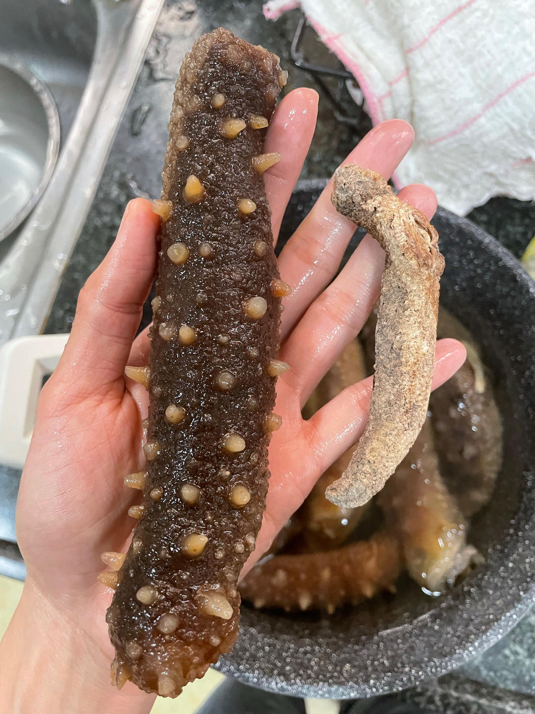 美国海参泡发教程（阿拉斯加红参）