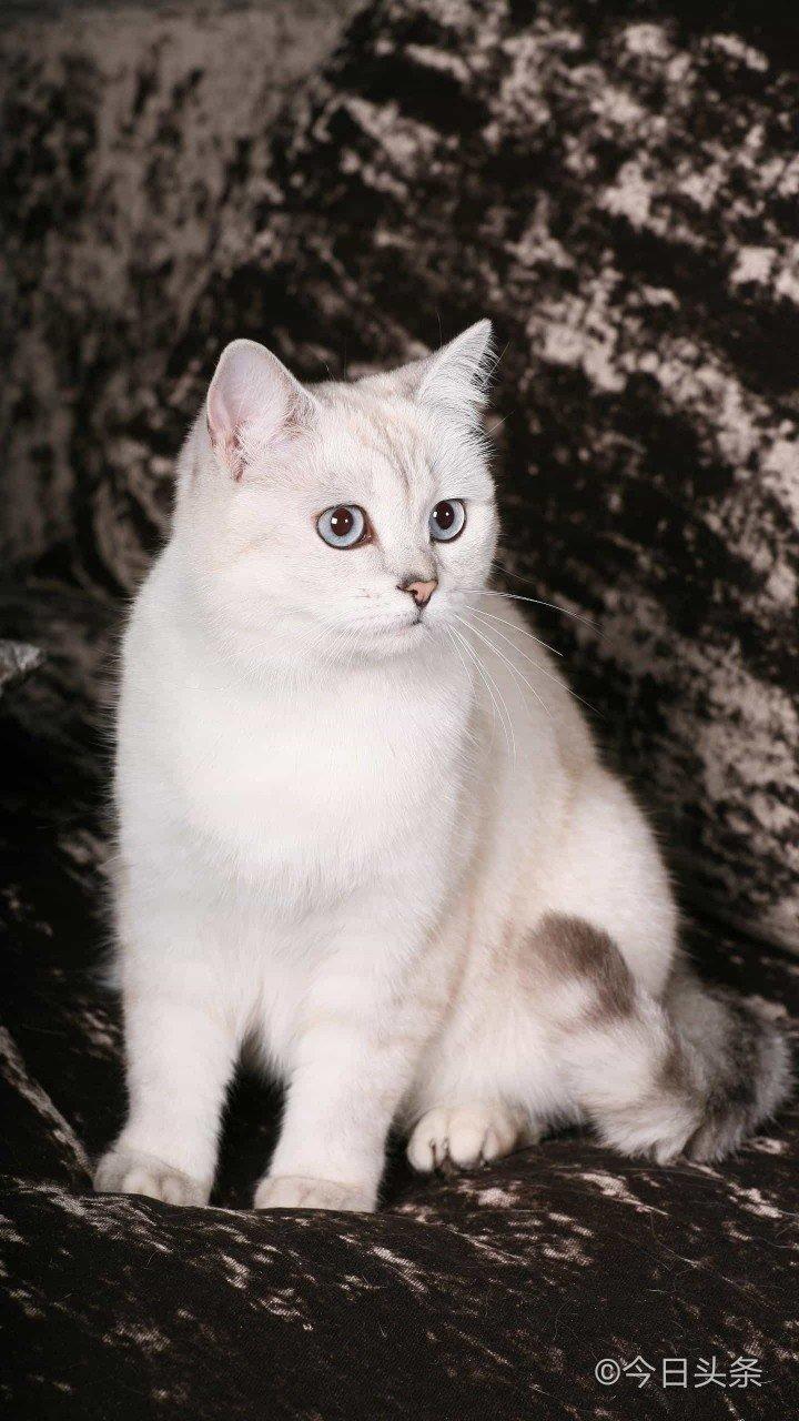 会爆珠的分子玫瑰仙，在家6步搞定，超简单