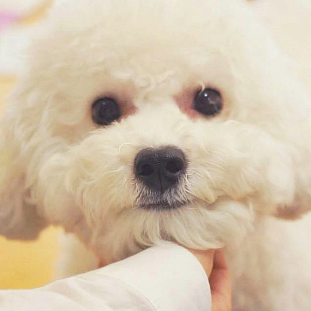 油炸鸡腿菇