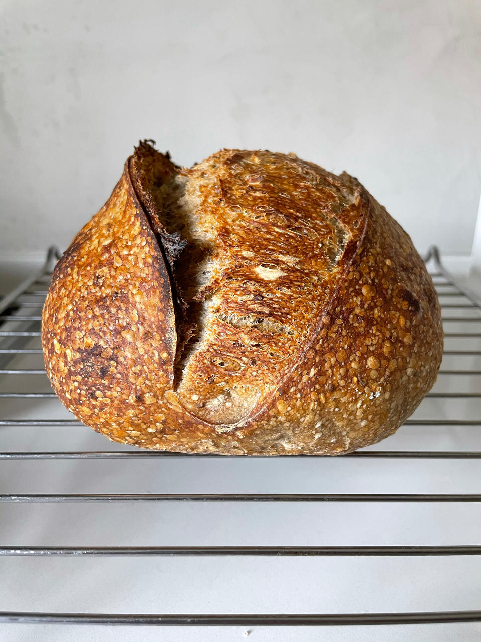 附视频、伯爵野性t65 、天然酵母硬欧