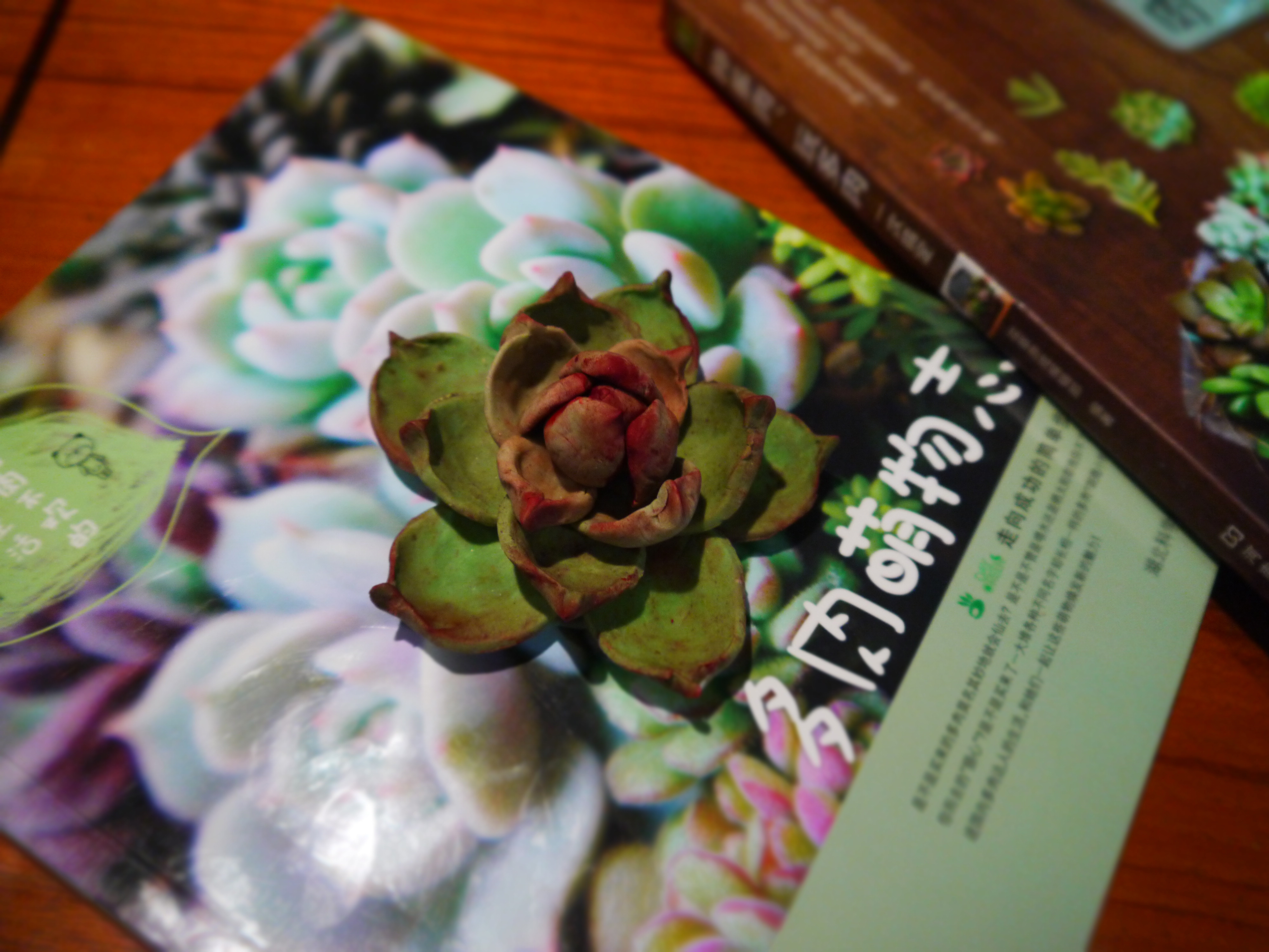 无肉不欢！超简单傻瓜版翻糖多肉植物教程
