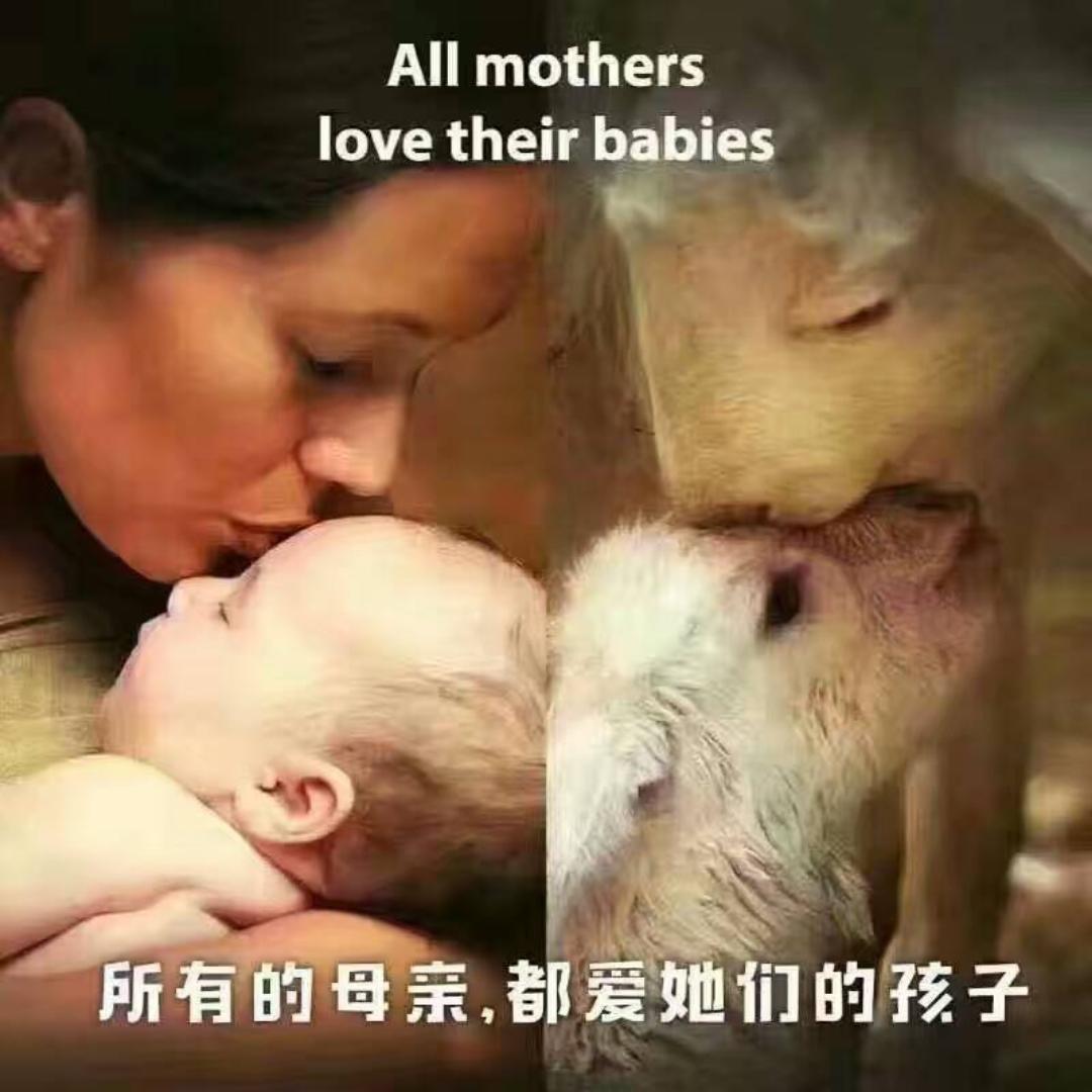 舍利明素