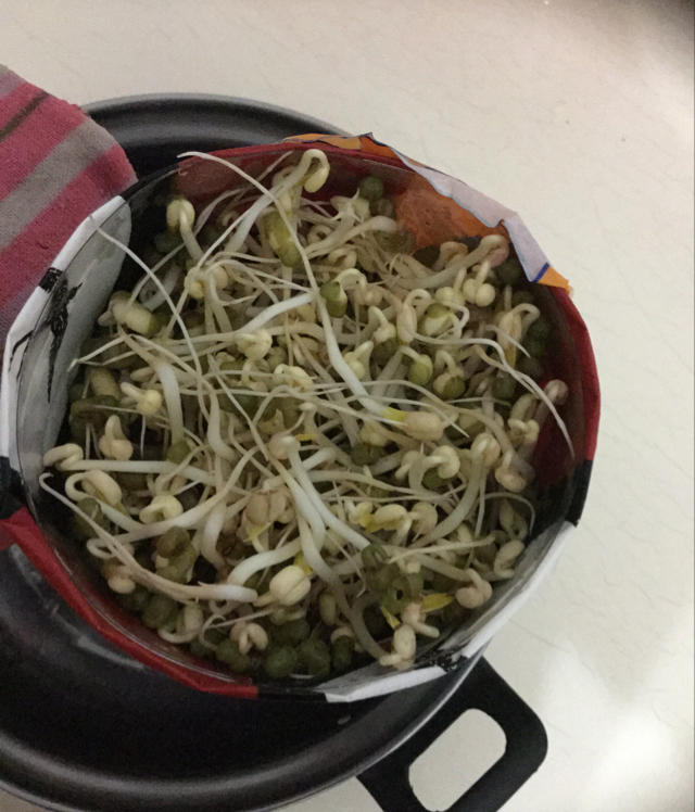 自发绿豆芽/自生豆芽/自制豆芽