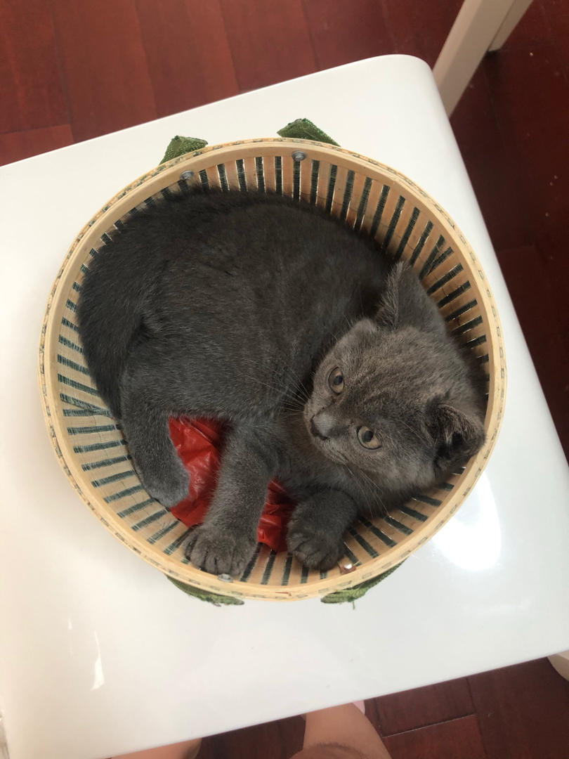 巧克力猫猫猫猫猫猫猫咪