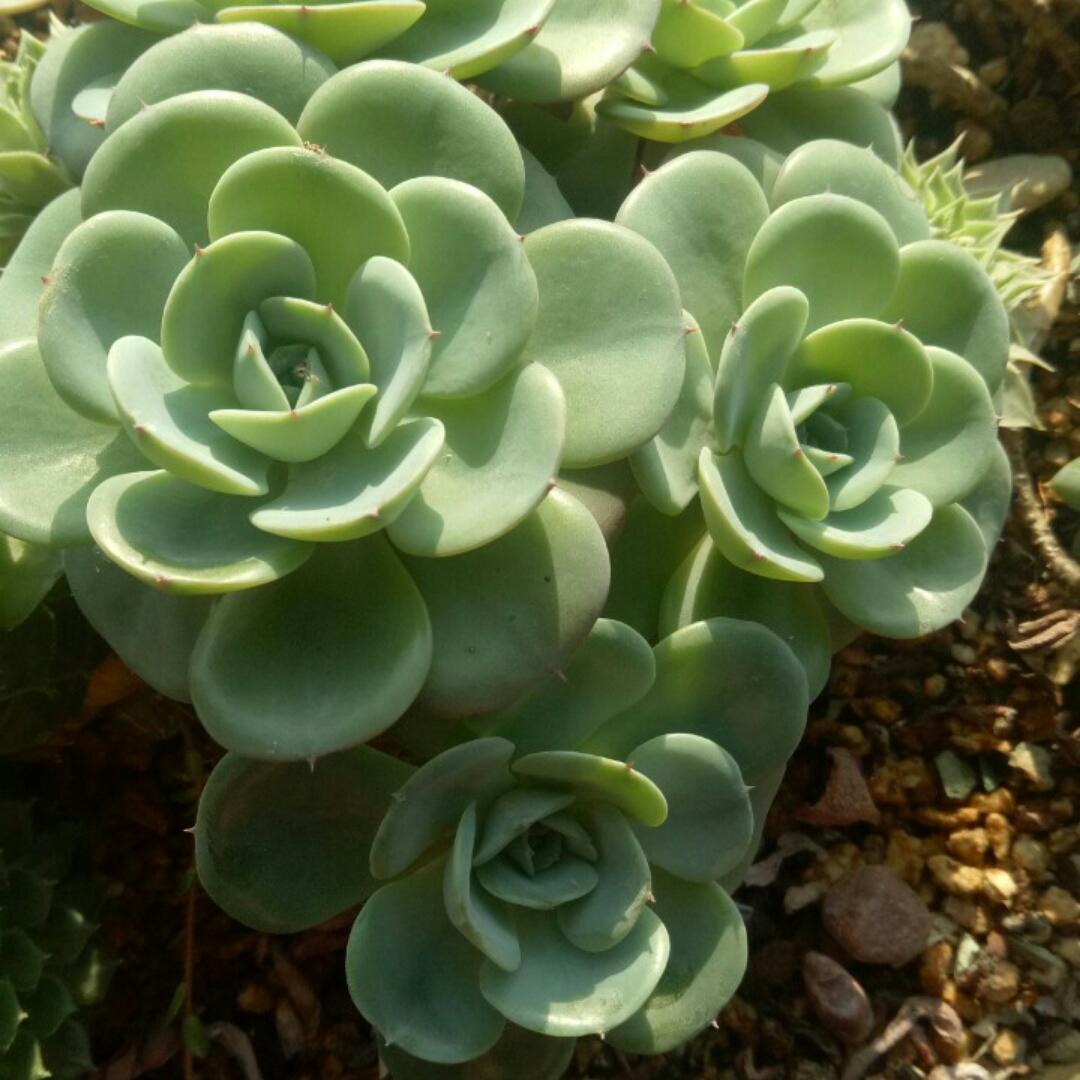 那年那月-生如夏花