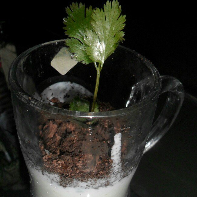 盆栽酸奶