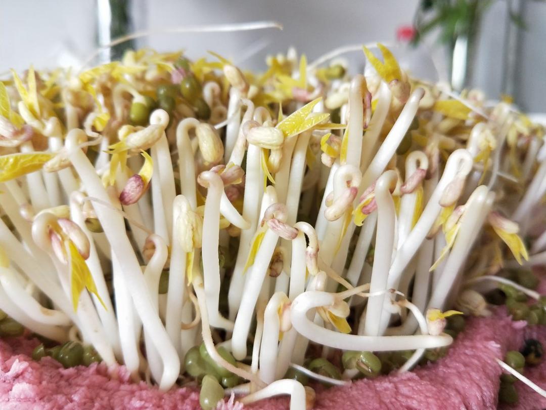 生绿豆芽的方法  有粗又脆