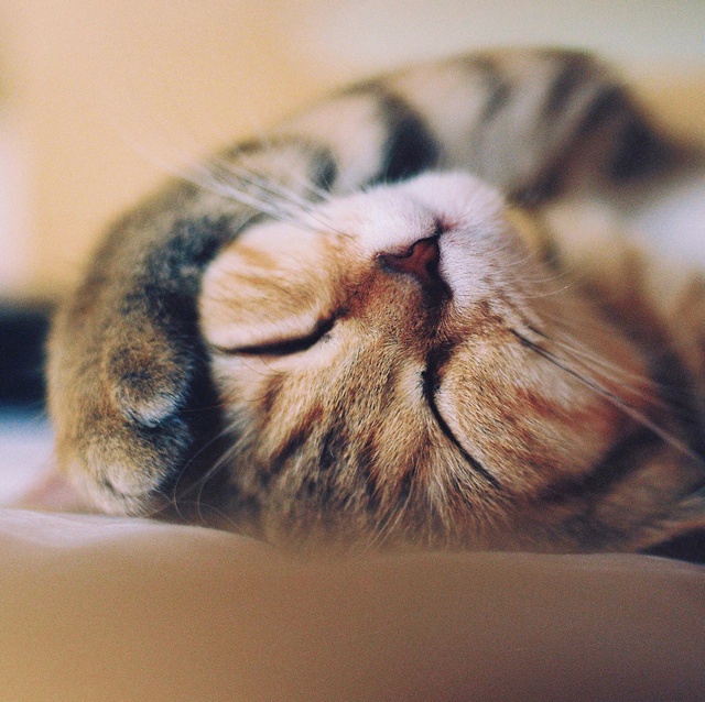 悠然猫猫