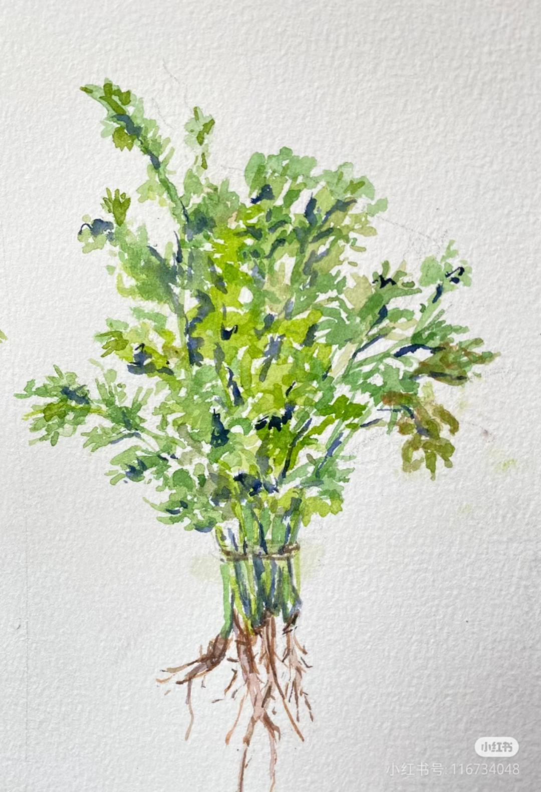 香菜土匪