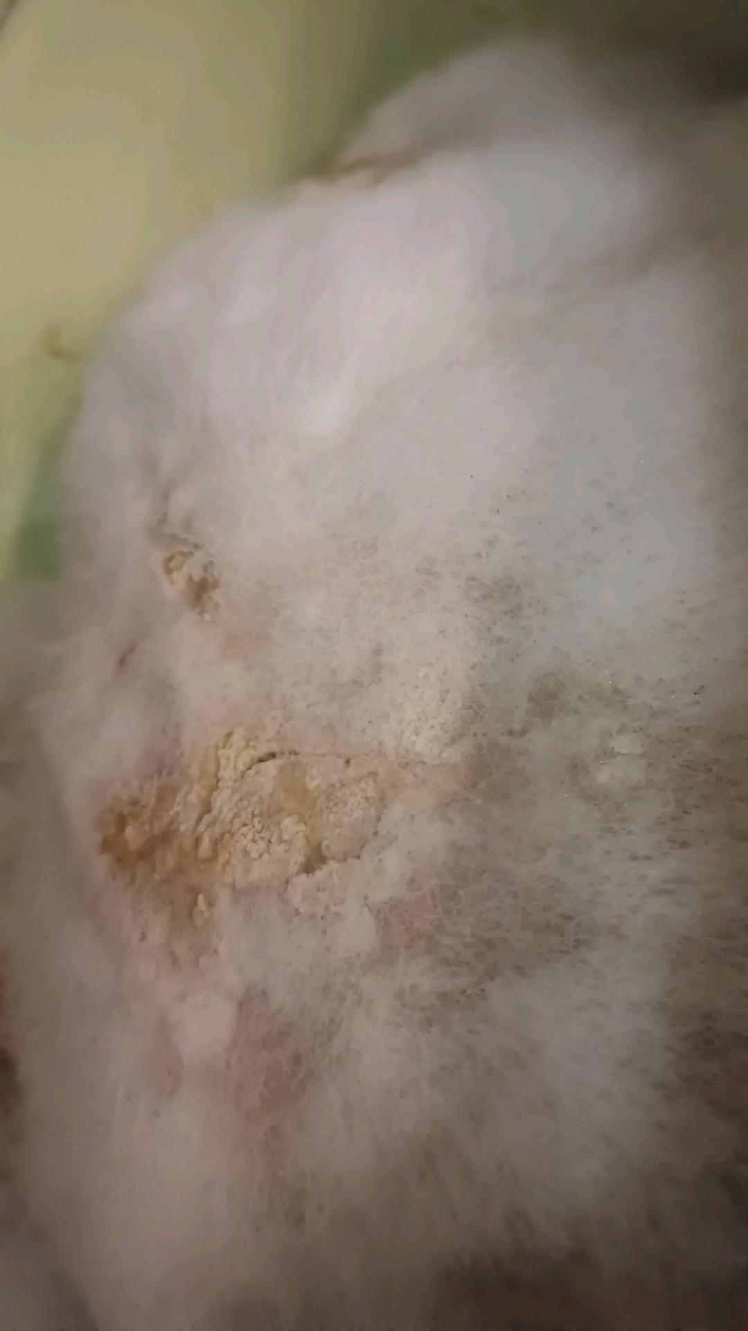 东北盘酱酱引子