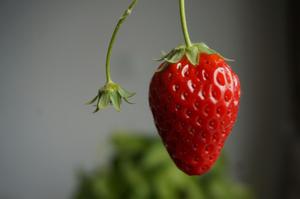 草莓酸奶盆栽的做法 步骤4