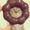 CaTt