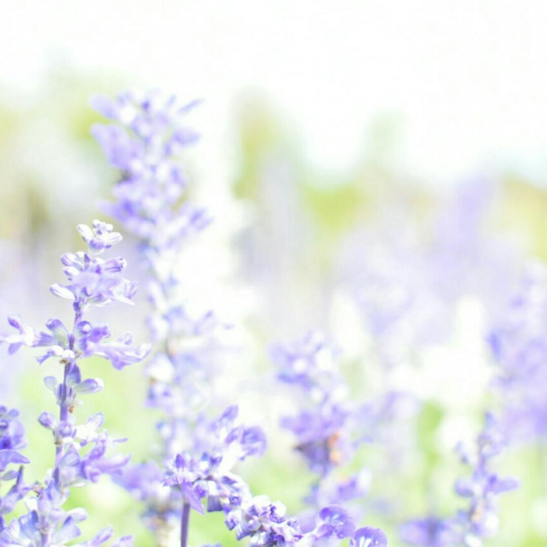 ivy芝