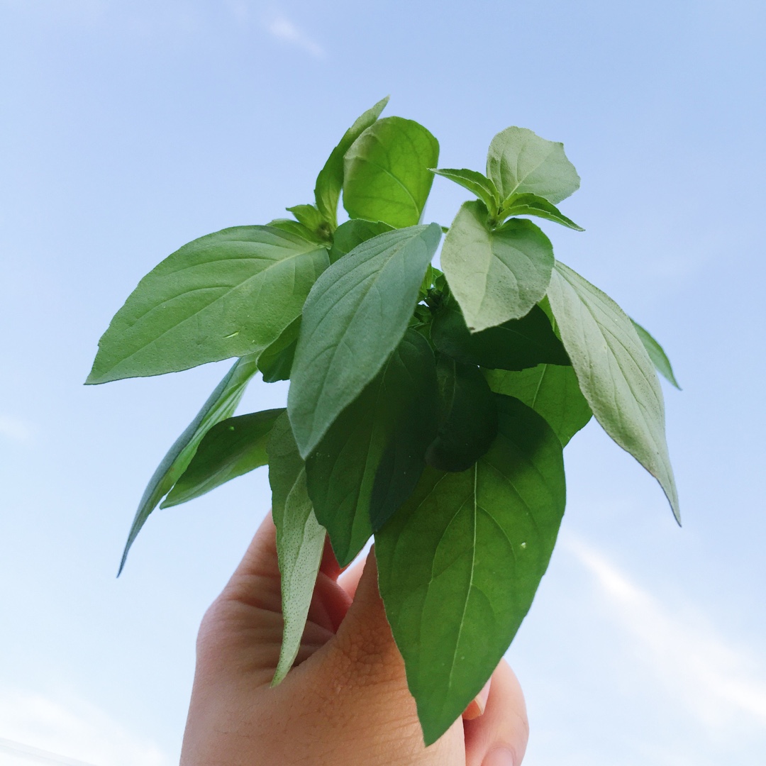 厨房种香草（tips大汇总…缓慢更新）