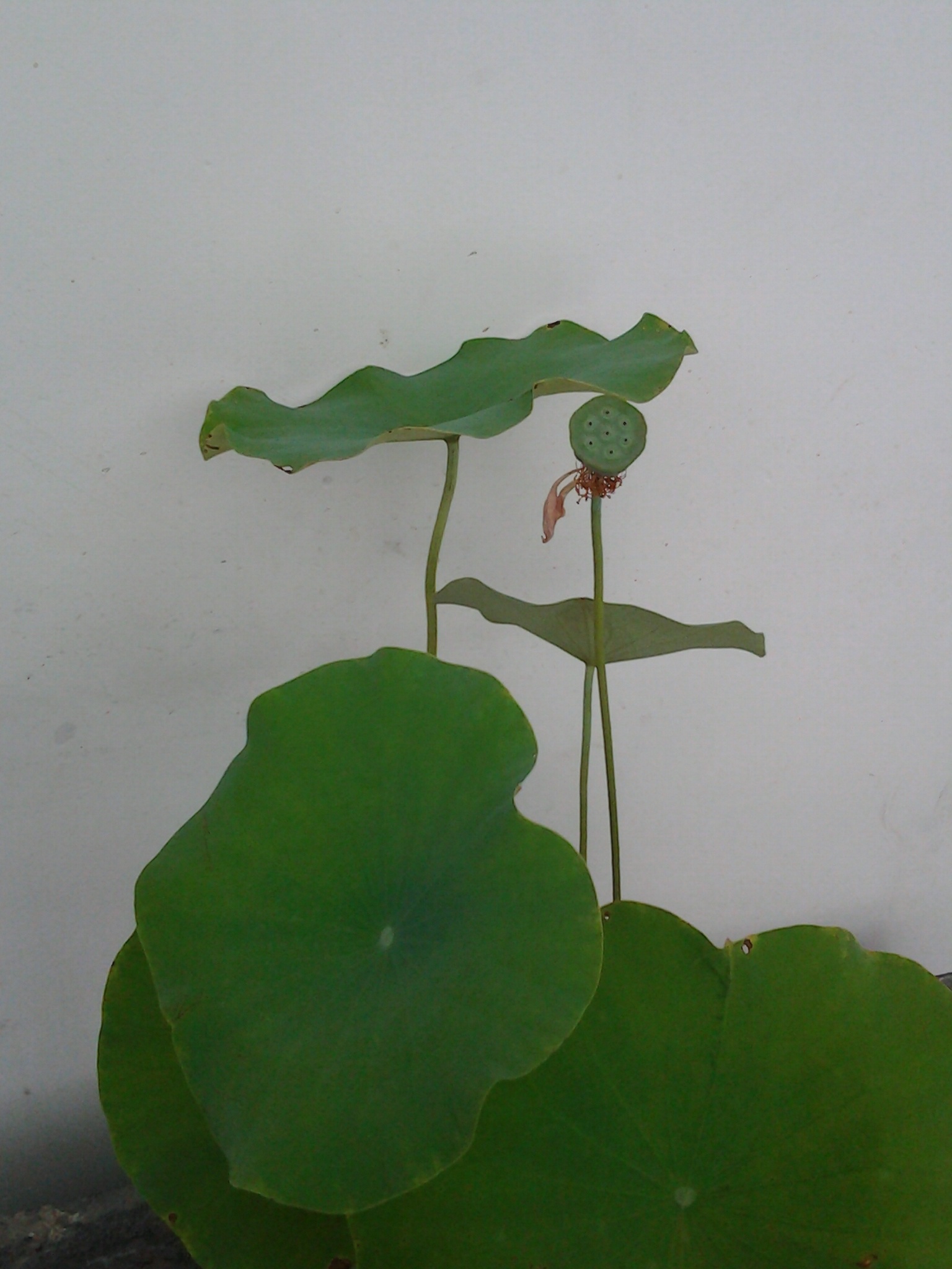 暖暖的和弦的厨房