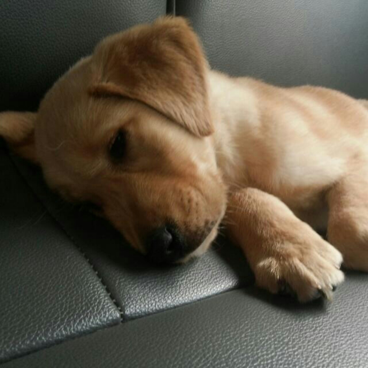 叼爷小萌萌的点点滴滴