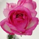 活火山上的野玫瑰