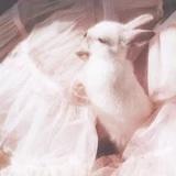 一只绵绵鹿的日常