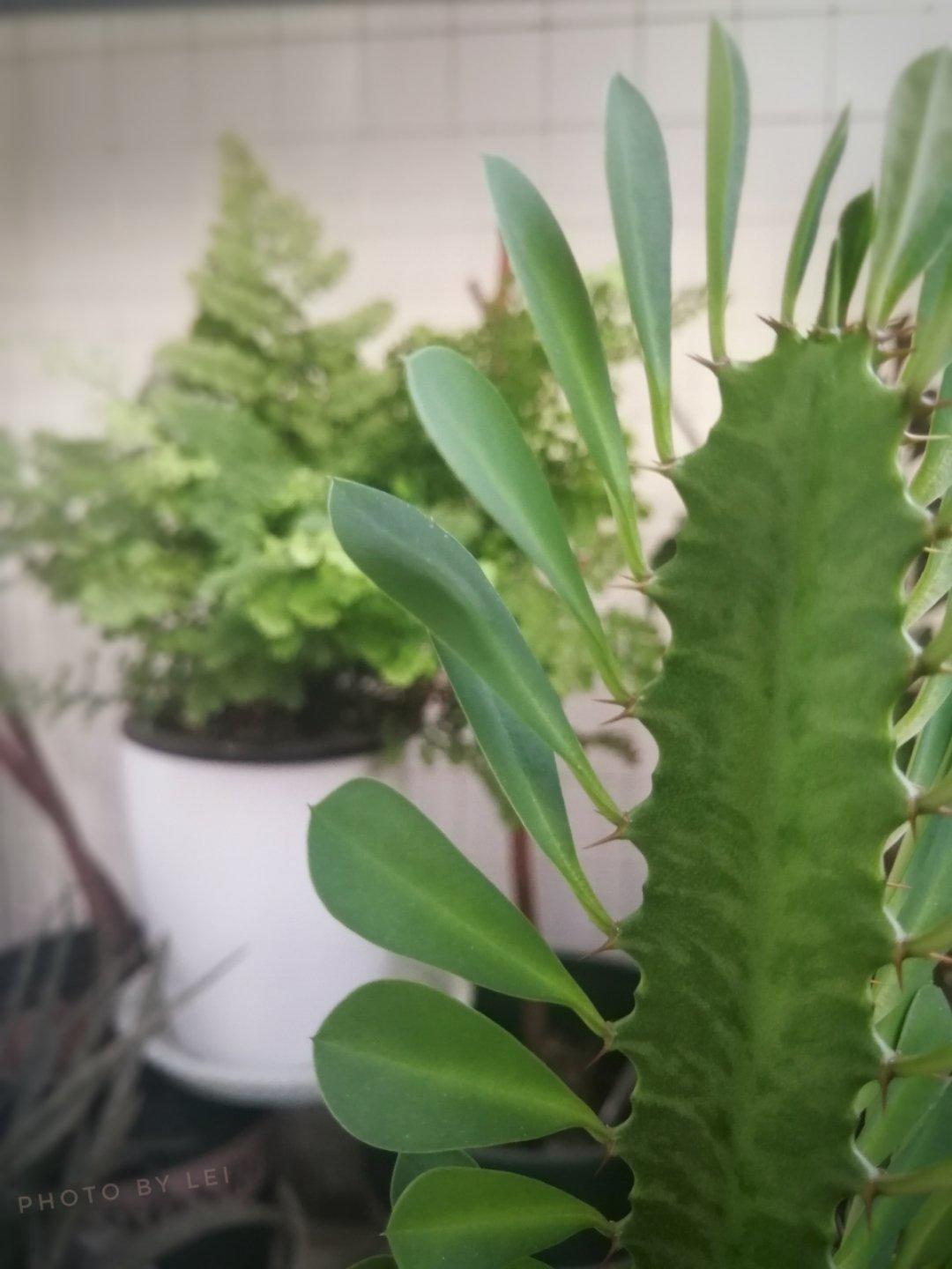 雷的小花园