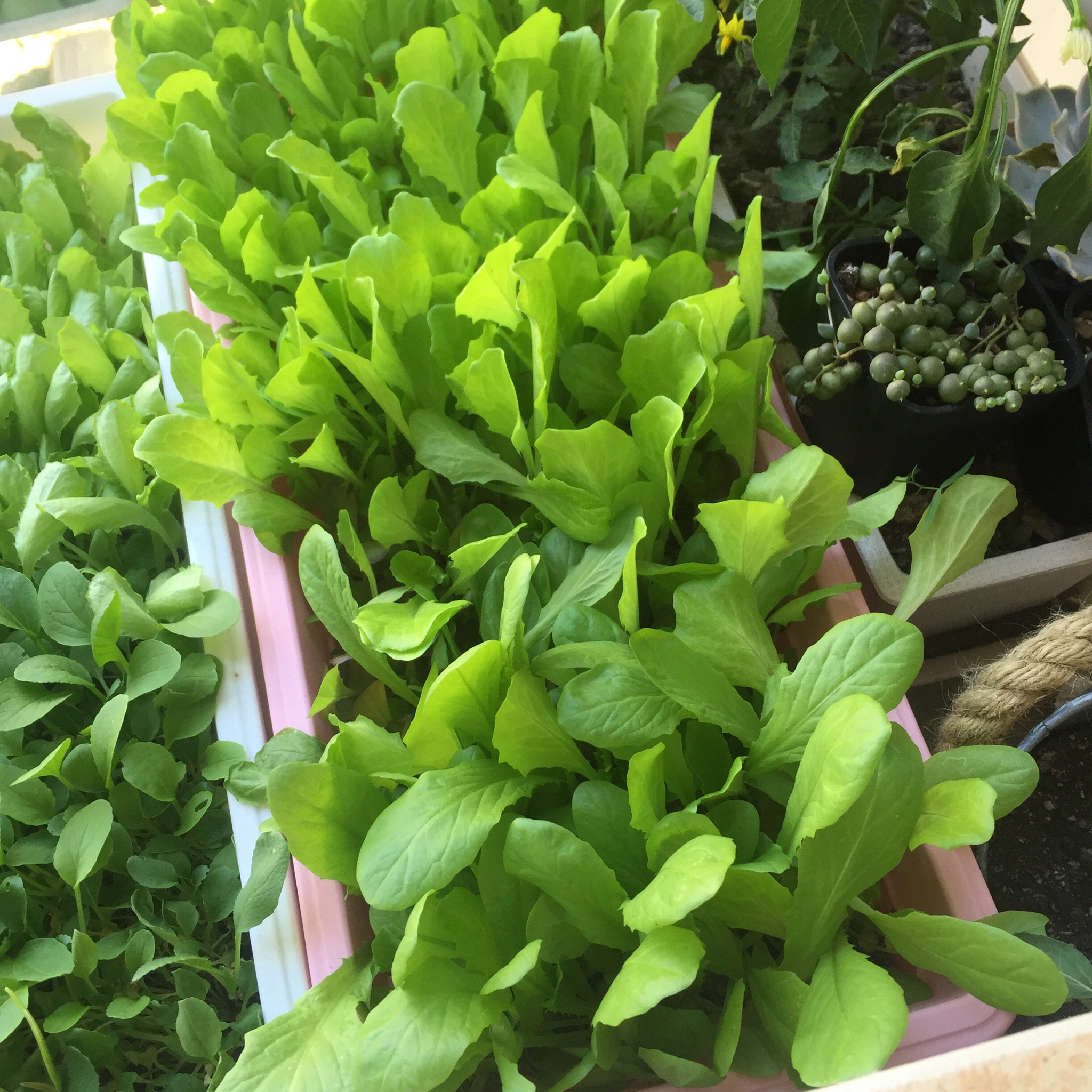 生菜（色拉用）生长记