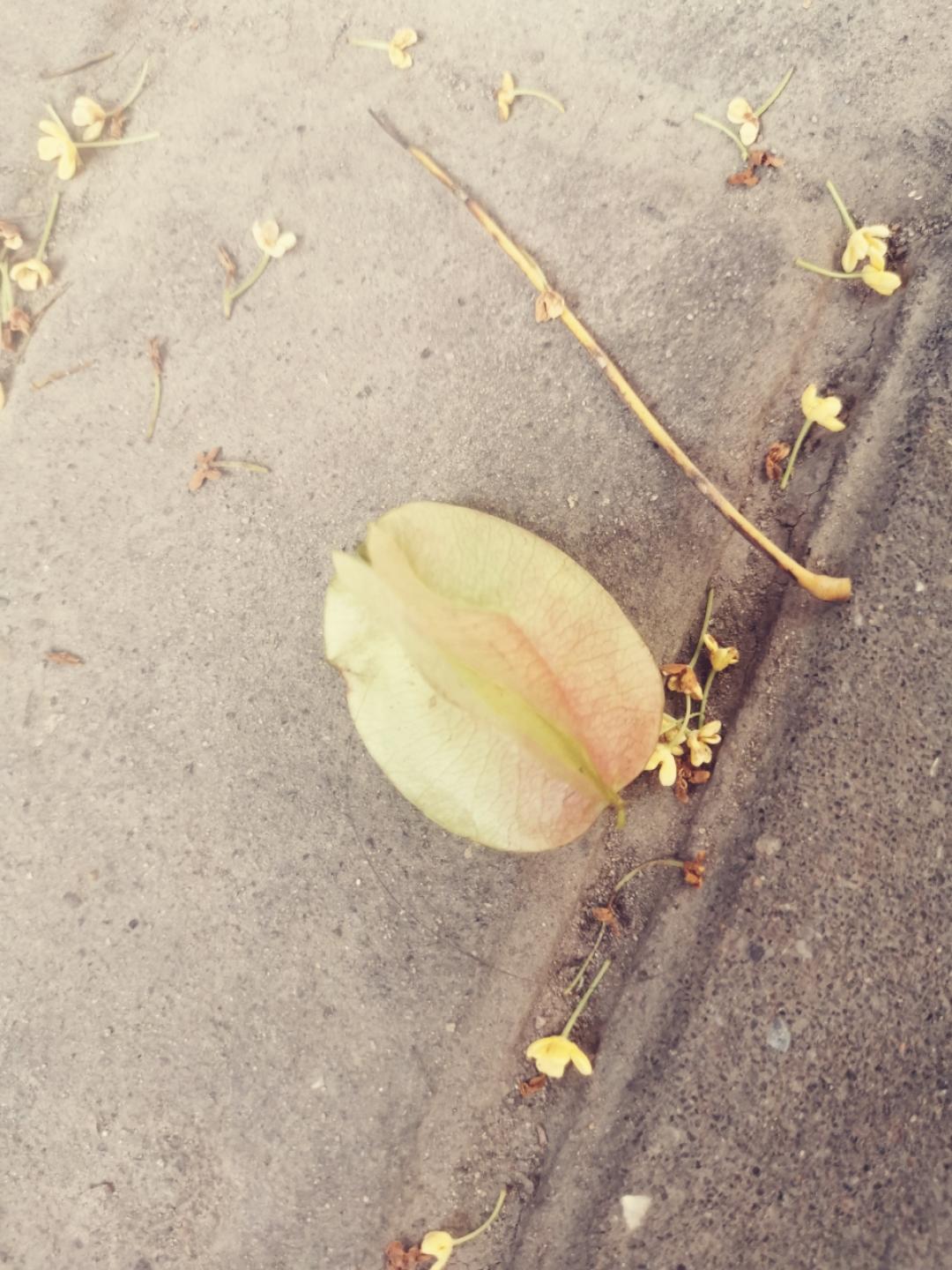 甜甜苹果2018