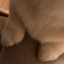 Mable__