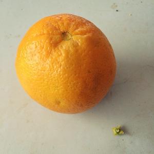 科学的徒手掰橙子的做法 步骤2