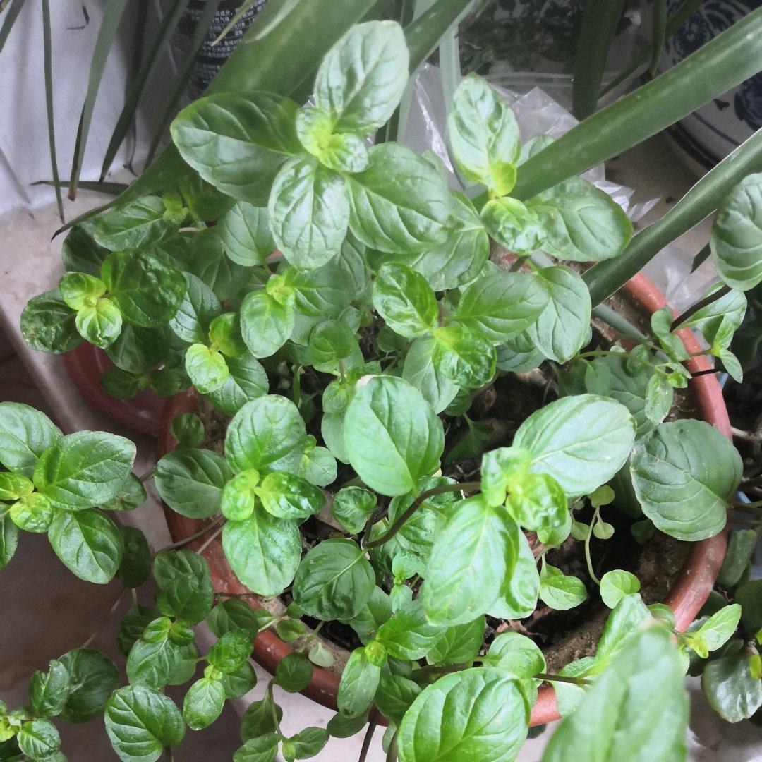 薄荷种植手册，如何把你的薄荷养到爆盆