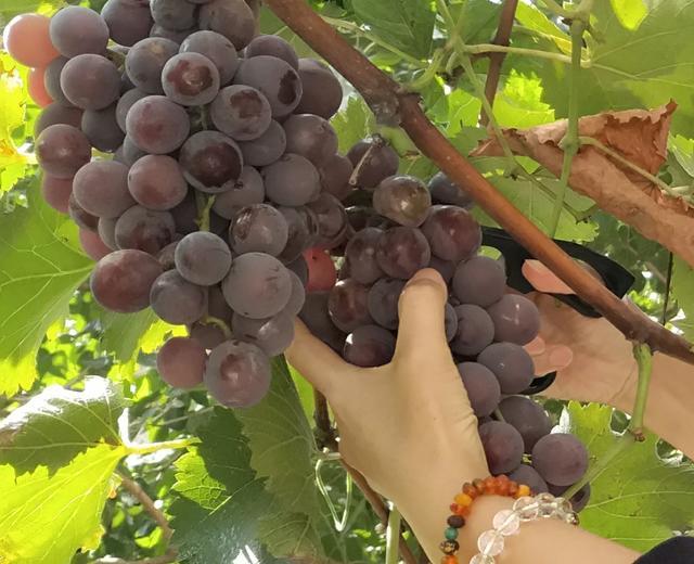 自然甜蜜的葡萄酱的做法