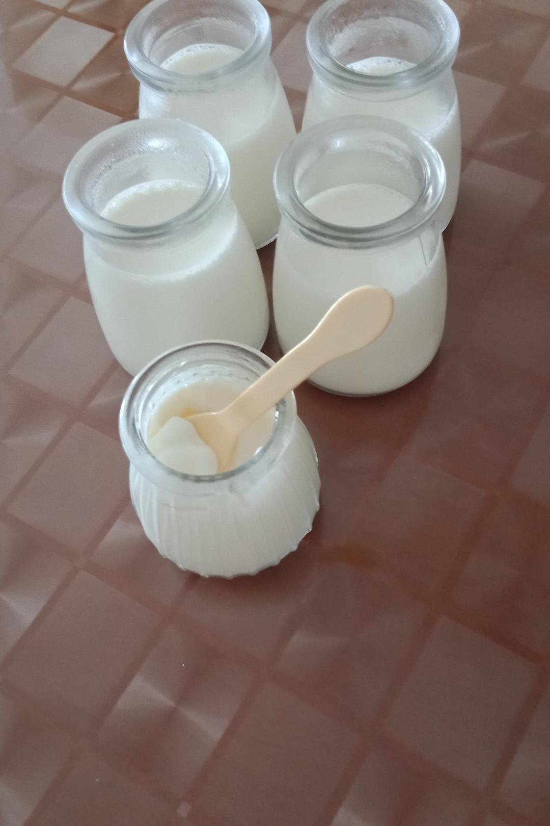自制酸奶