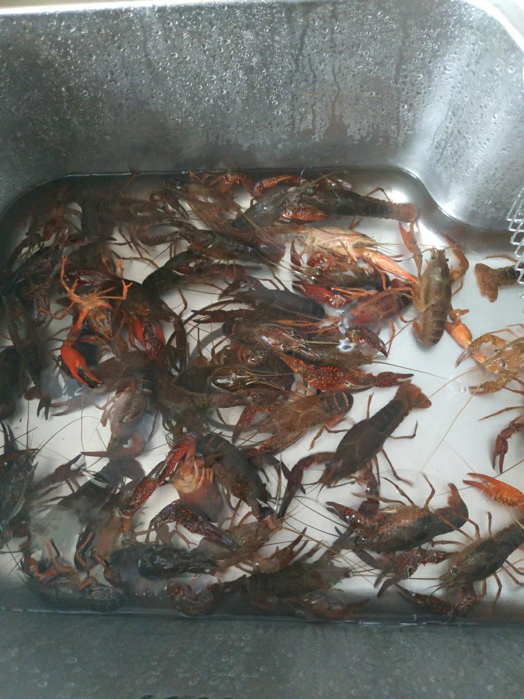 十三香小龙虾【曼食慢语】