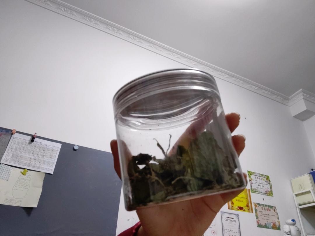 炒制 薄荷茶