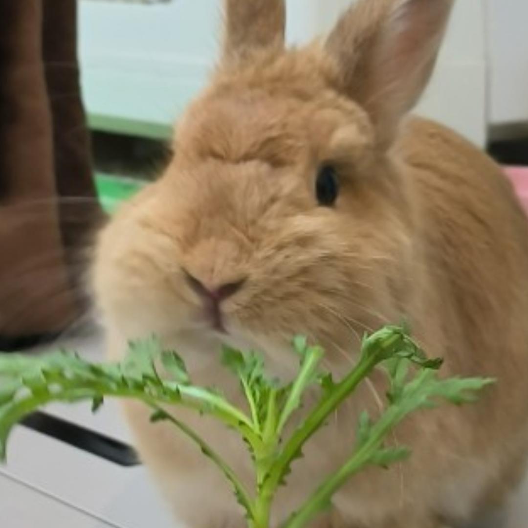 苏大狒又菜又爱做