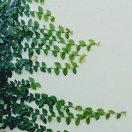 吉祥三宝_话梅瓜子