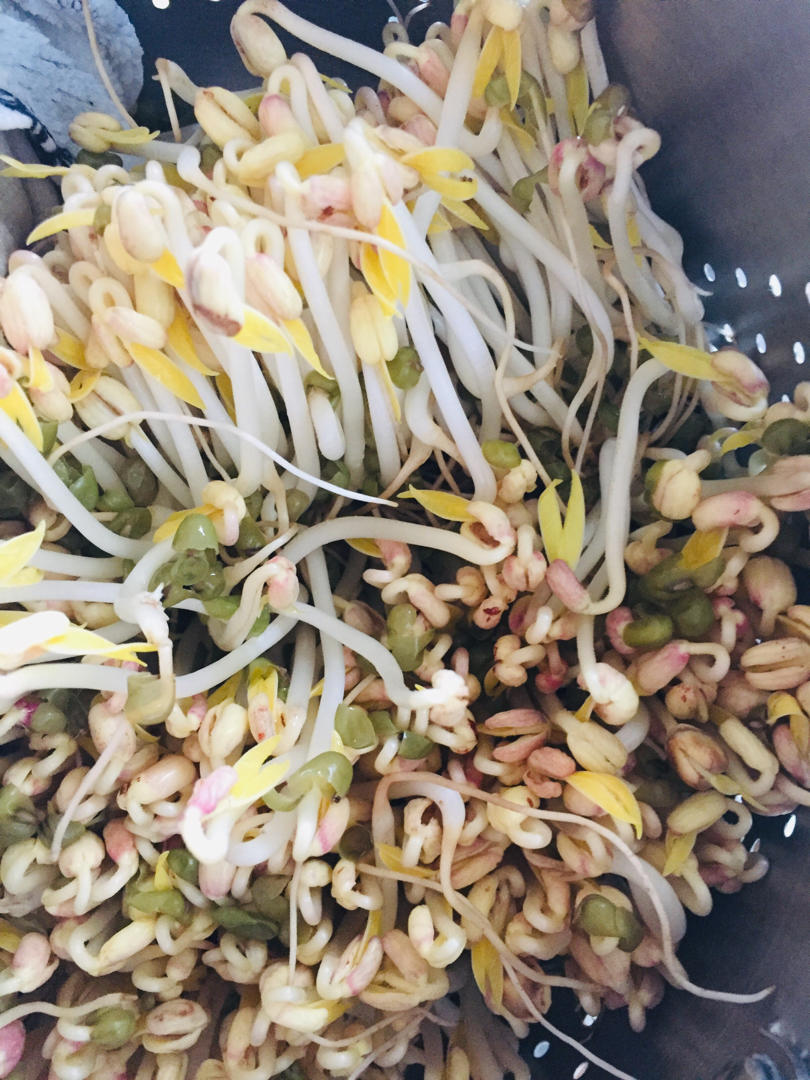 自家发绿豆芽