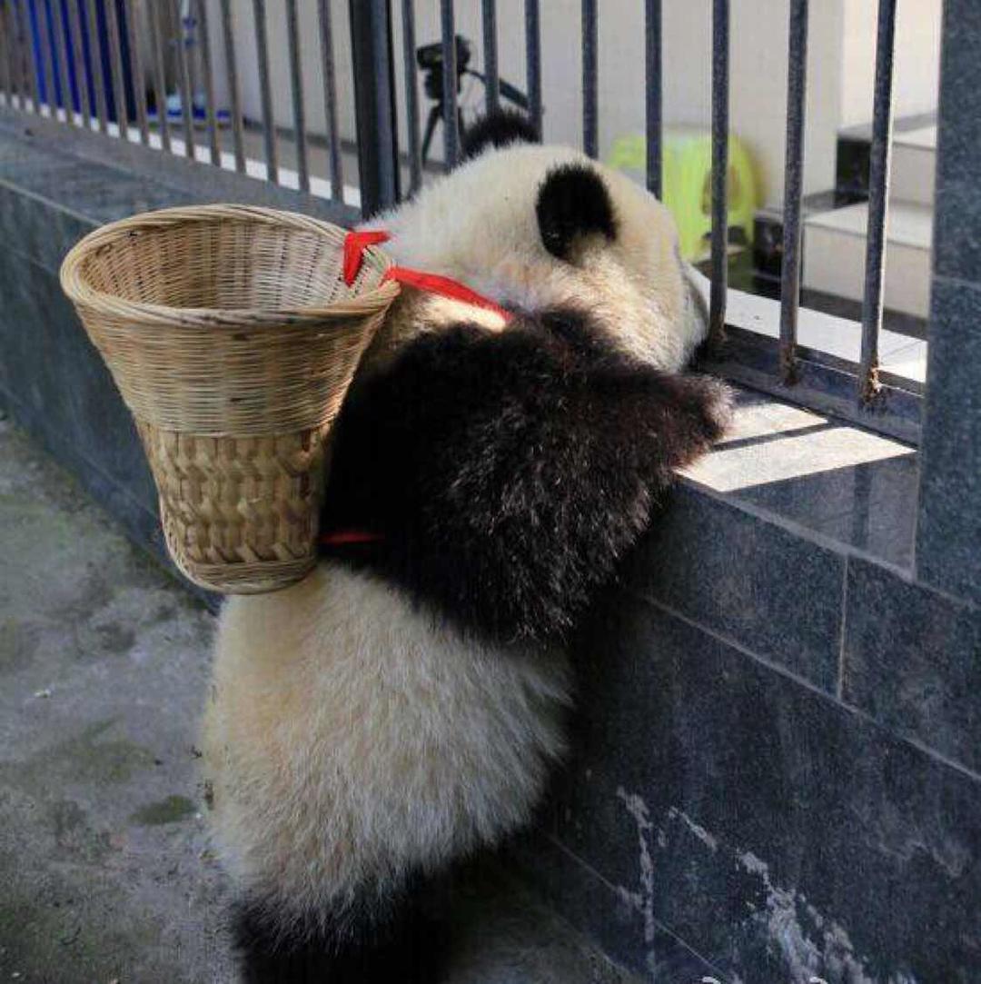 小新爱吃吃