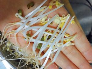 自制绿豆芽的做法 步骤8