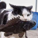 泪水打湿猪脚饭_fdga